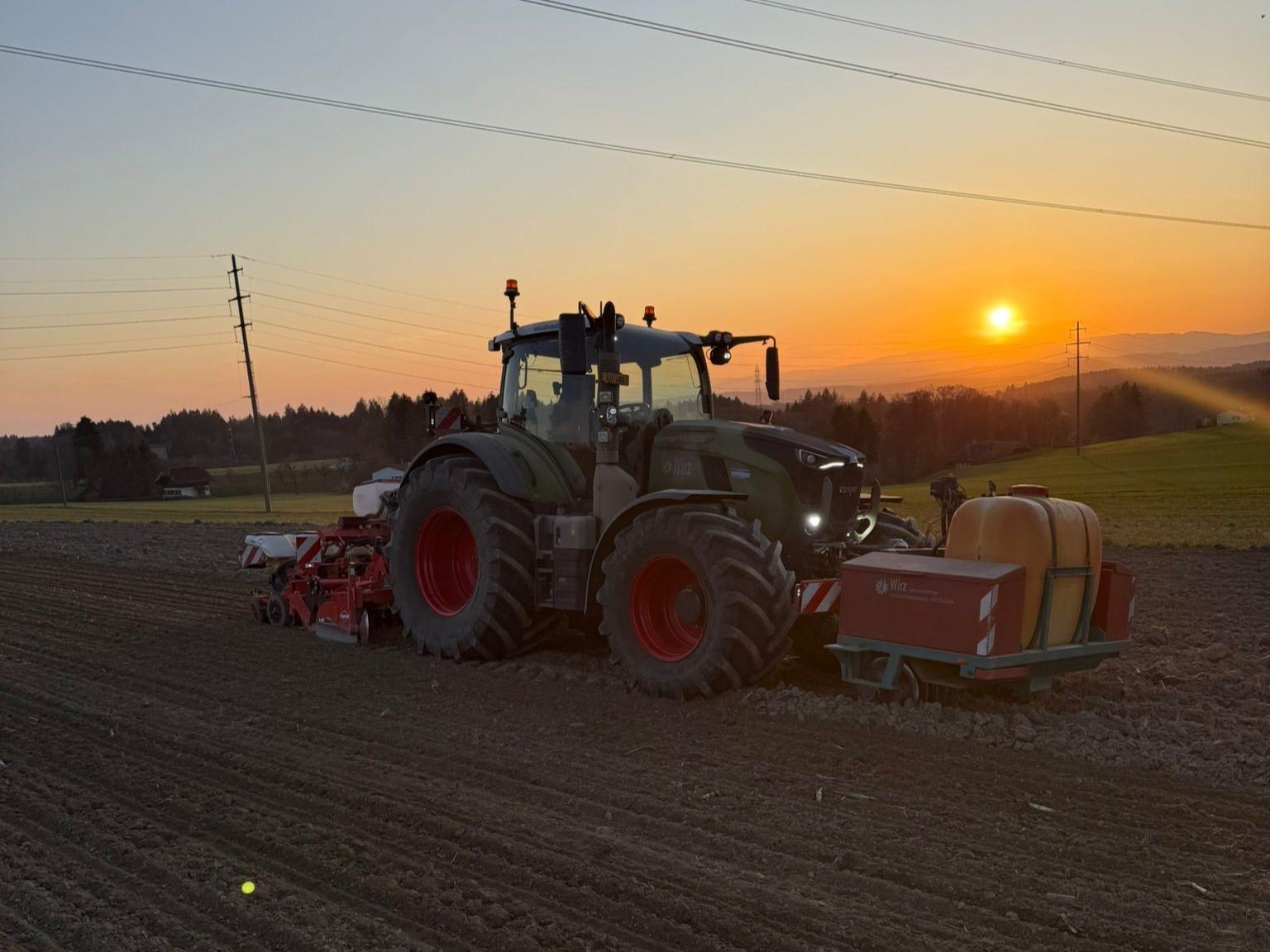 Sonnenblumensaat - High oleic Sonnenblumen